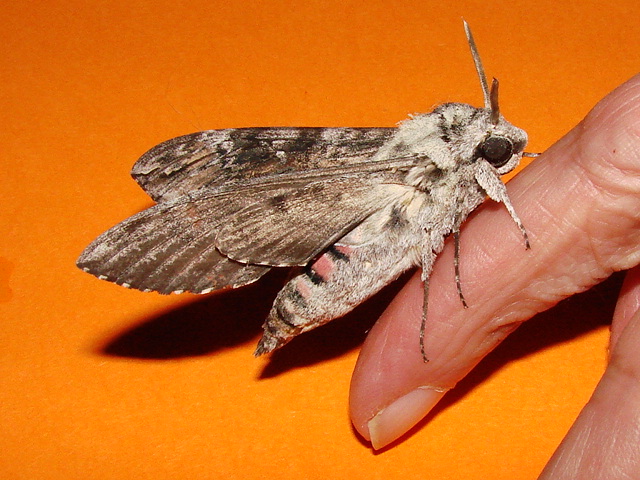 Agrius convolvuli