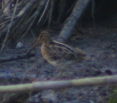 Beccaccino - Gallinago gallinago