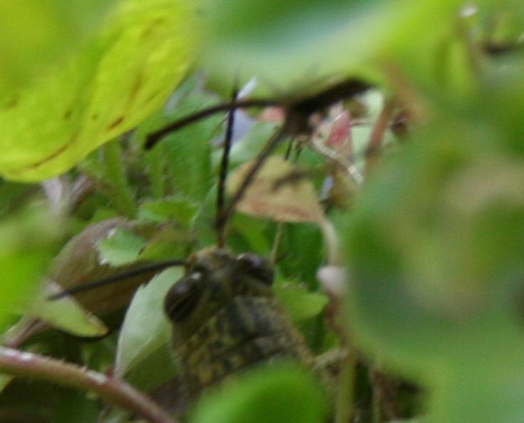 Anacridium aegyptium (Orthoptera, Acrididae)