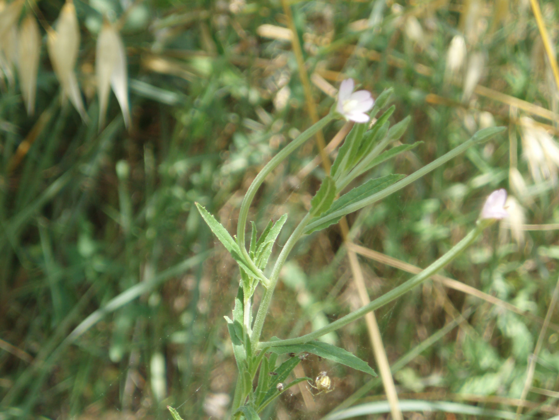 Epilobium parviflorum