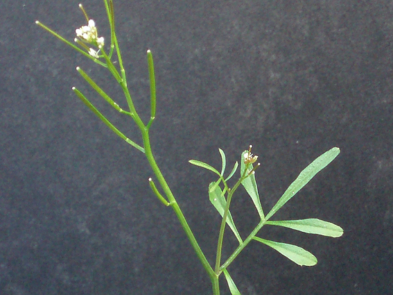 Cardamine hirsuta