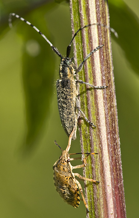 Pentatomida: Arma custos, juv.