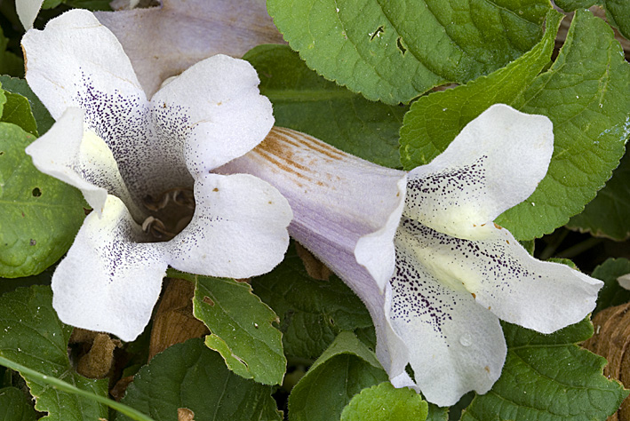 fiori da classificare