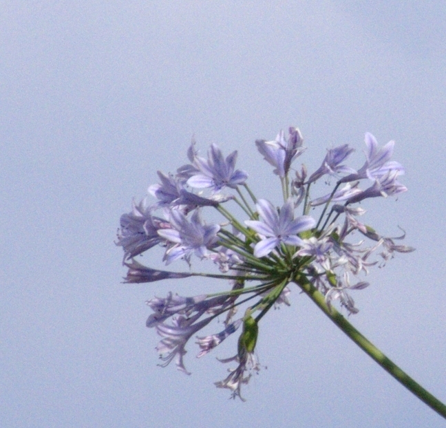 Agapanthus sp. / Agapanto