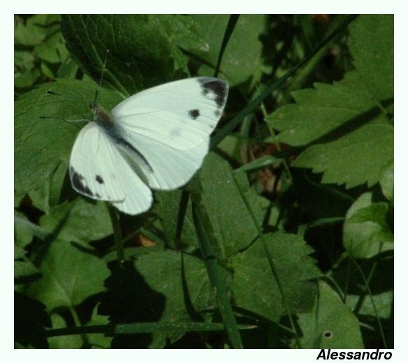 Pieris mannii