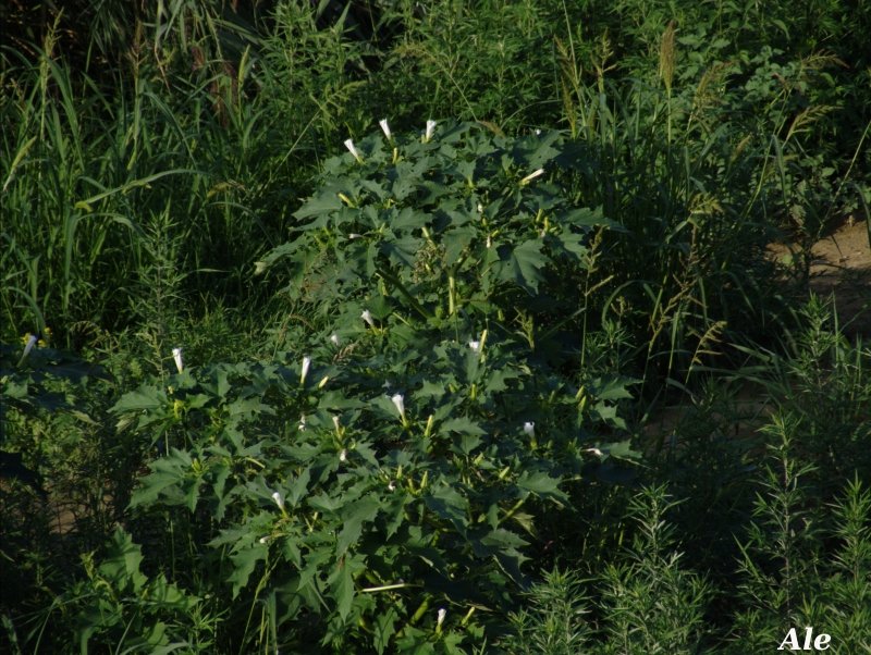 Datura stramonium / Stramonio comune