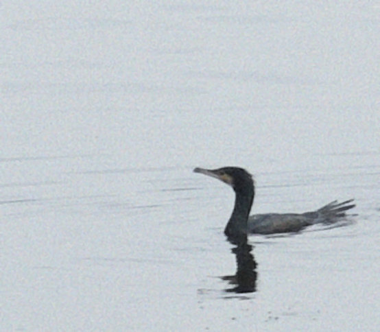 Cormorano?