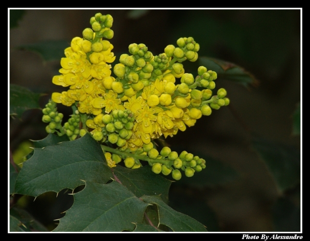 Mahonia aquifolium