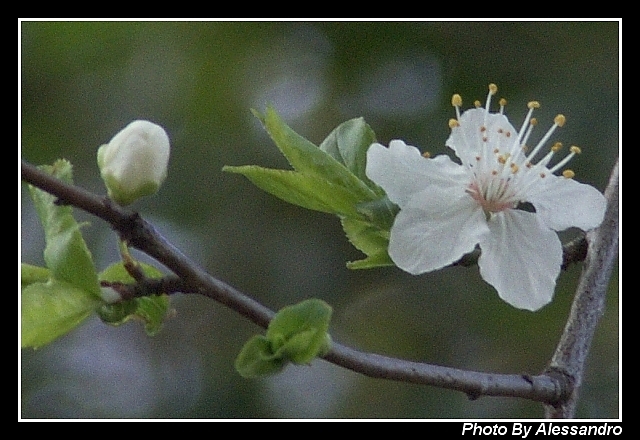 Di che pianta si tratta? Prunus dulcis