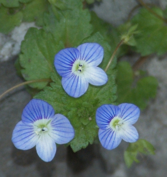 Veronica persica / Veronica comune