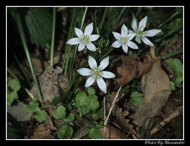 Ornithogalum umbellatum