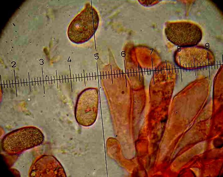 Macrolepiota...