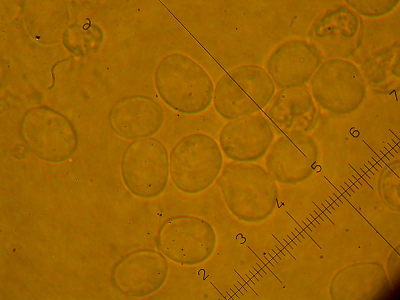 Amanita spec.