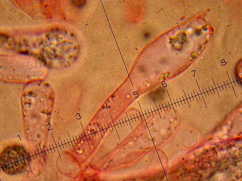 Amanita spec.