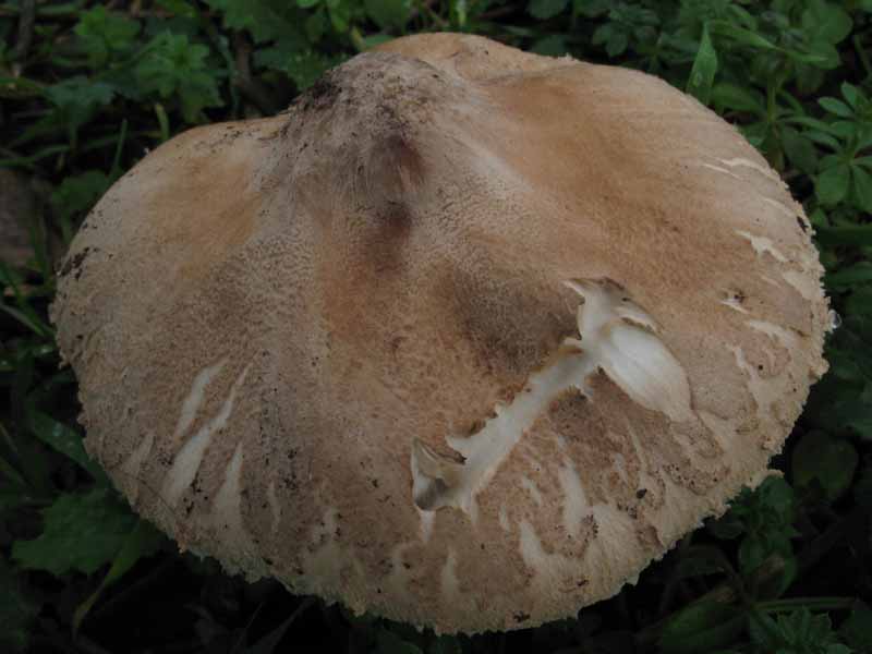 Macrolepiota...