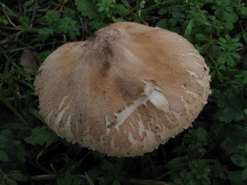 Macrolepiota...