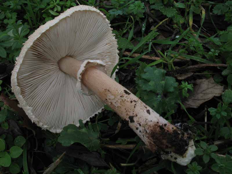 Macrolepiota...