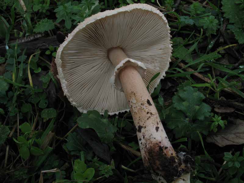Macrolepiota...