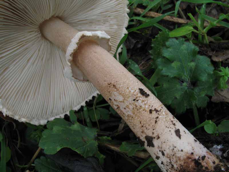 Macrolepiota...