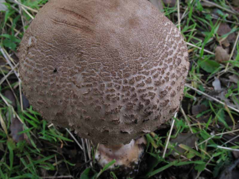 Macrolepiota...