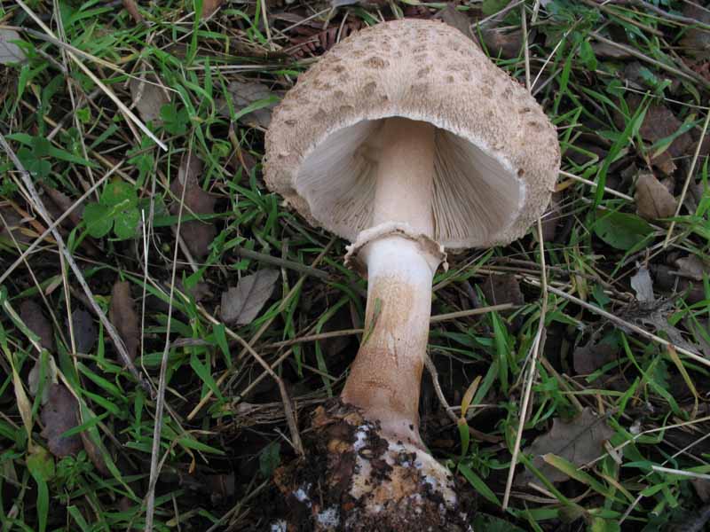 Macrolepiota...