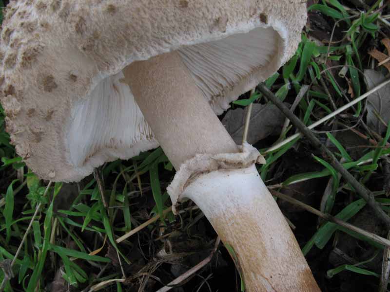 Macrolepiota...