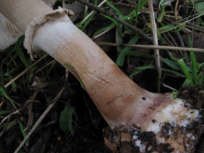 Macrolepiota...