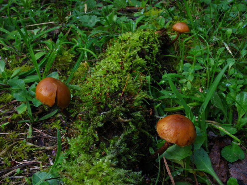 Galerina...
