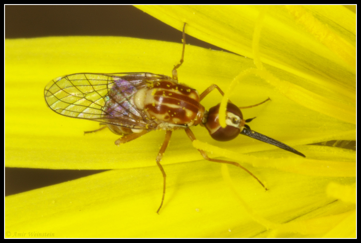 Chrysops relictus