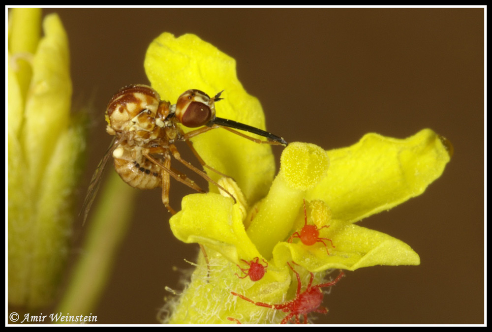 Chrysops relictus