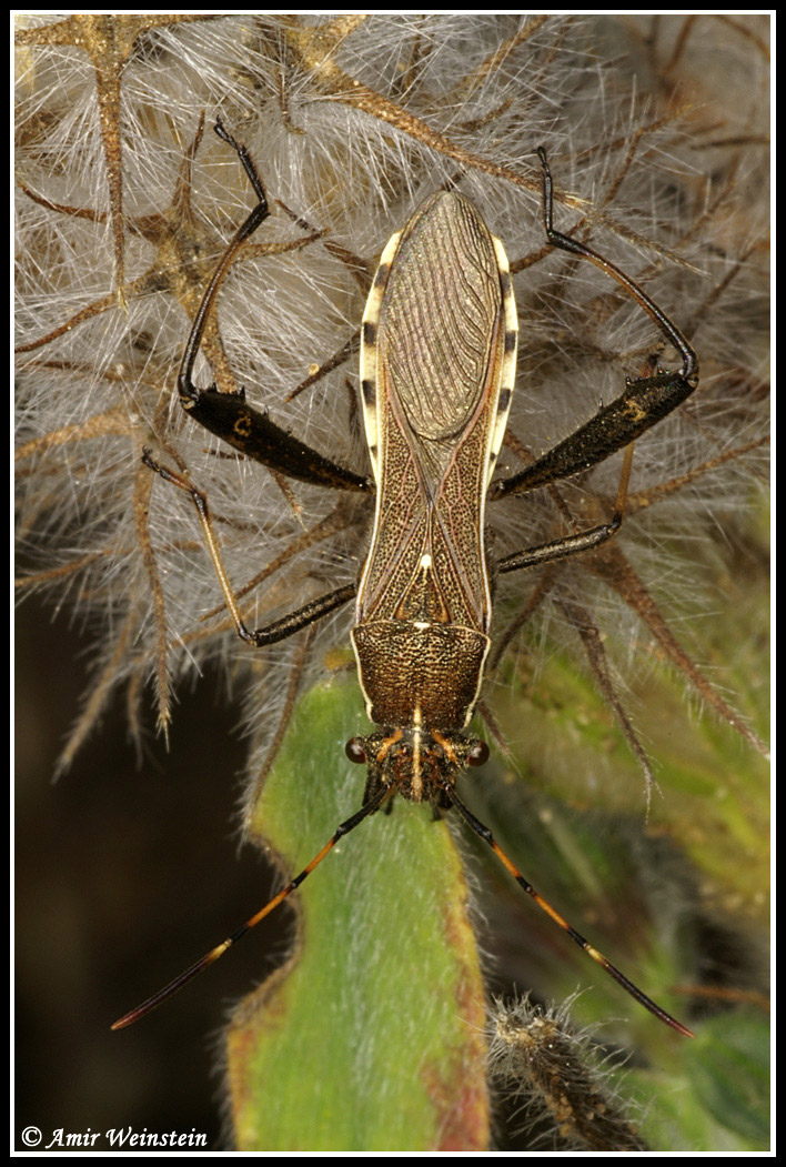 Camptopus, Nariscus e Riptortus