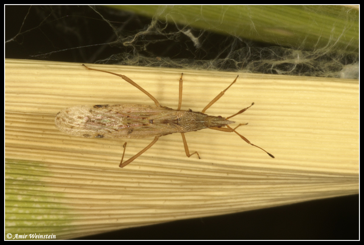 Berytinus cfr. striola