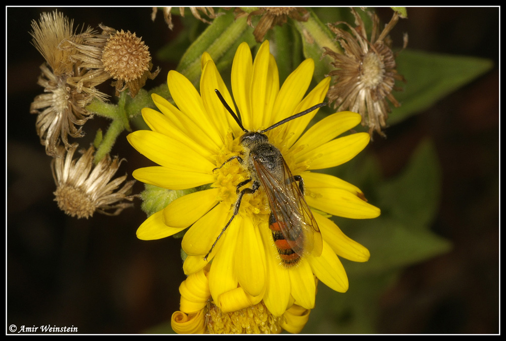 Wasps to be identified