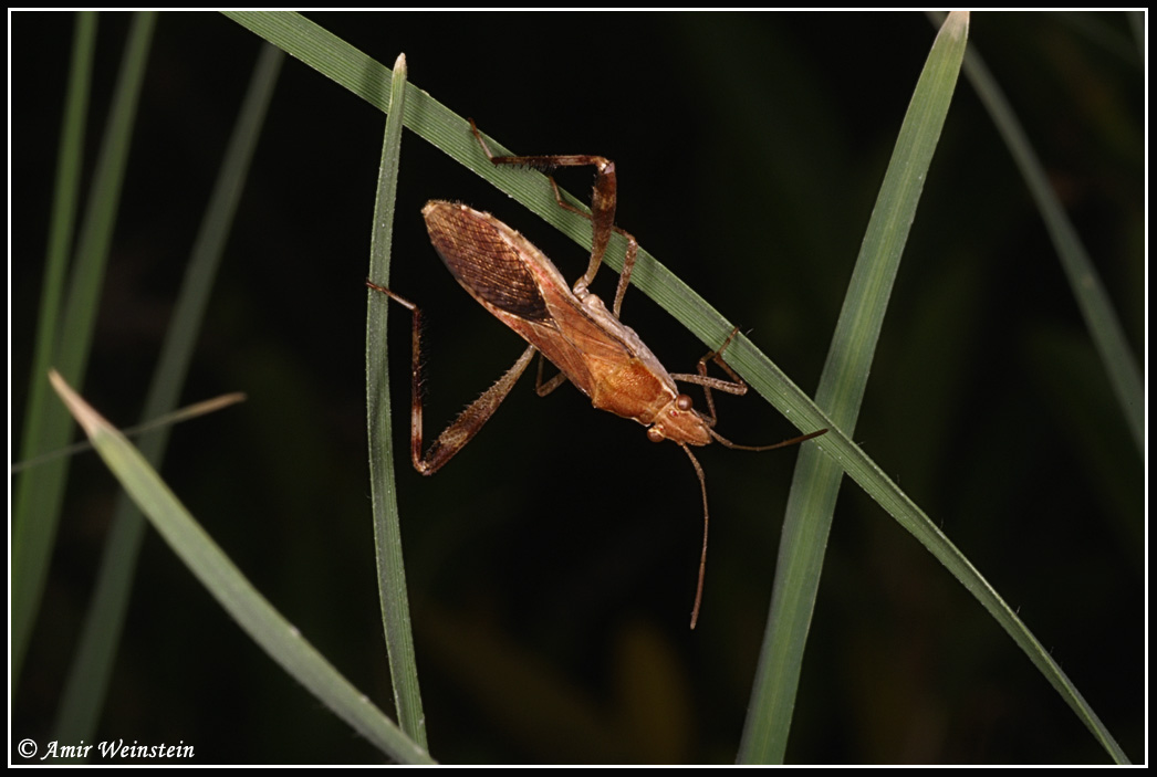 Camptopus, Nariscus e Riptortus