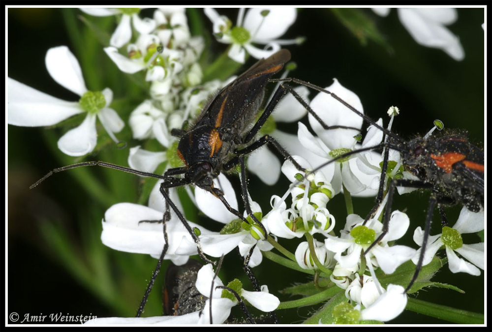 Miridae d''Israele: Horistus sp., giovani e adulti