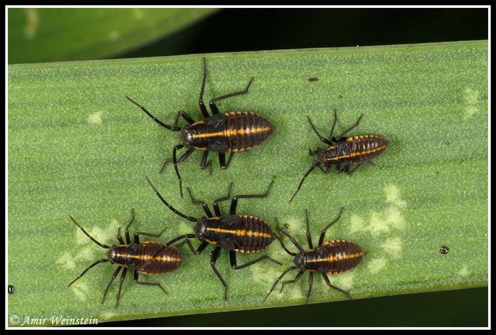 Miridae d''Israele: Horistus sp., giovani e adulti