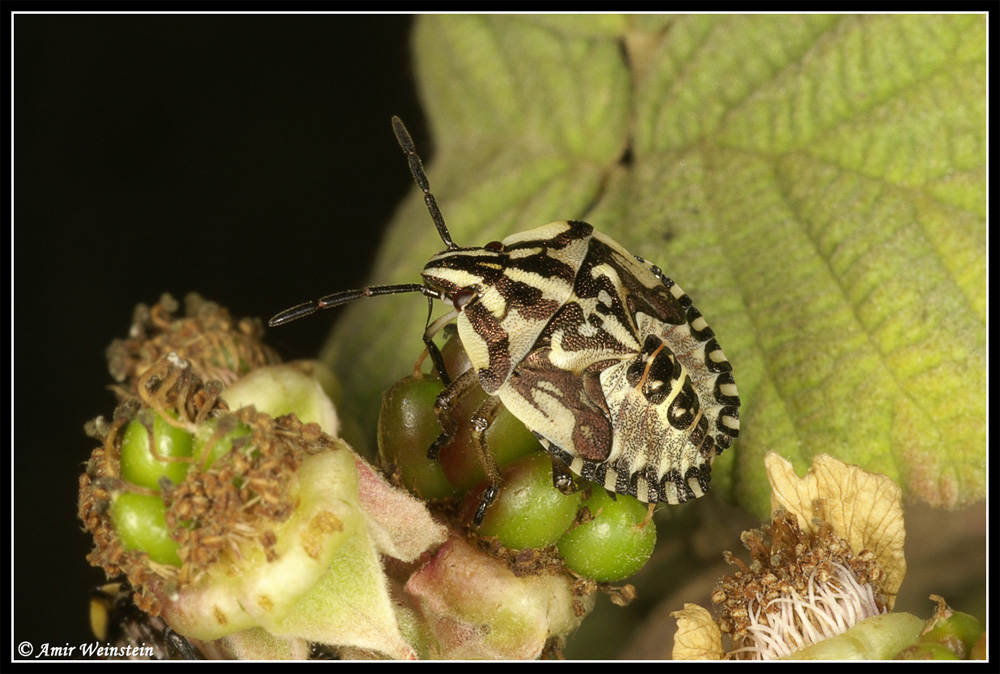 Heteroptera d''Israele: un Mesoveliidae e due Pentatomoidea