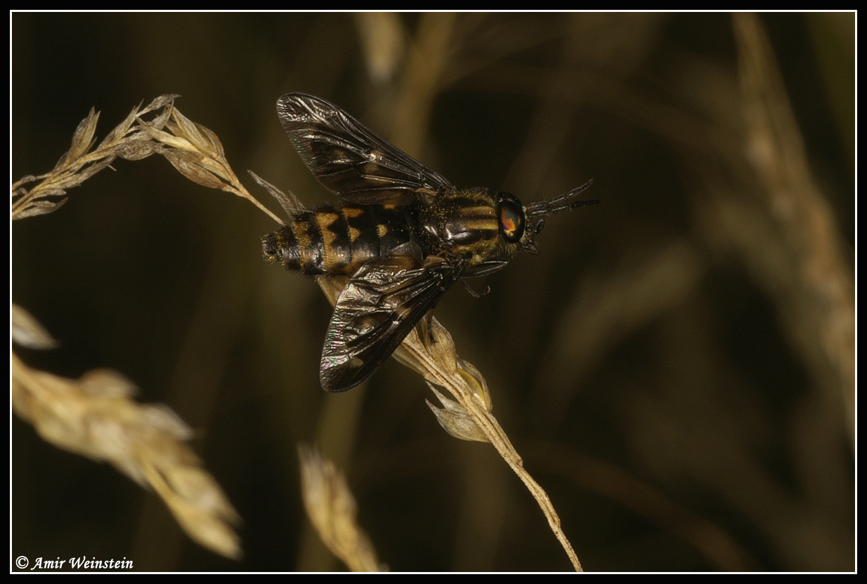 Chrysops relictus