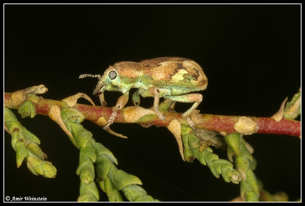 Curcullionidae minuscolo e....variopinto!