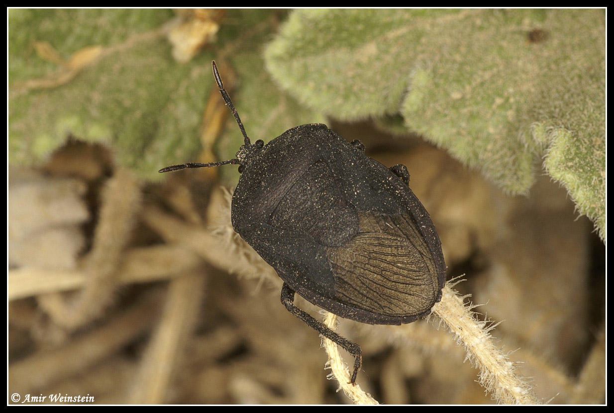 Heteroptera d''Israele: un Mesoveliidae e due Pentatomoidea