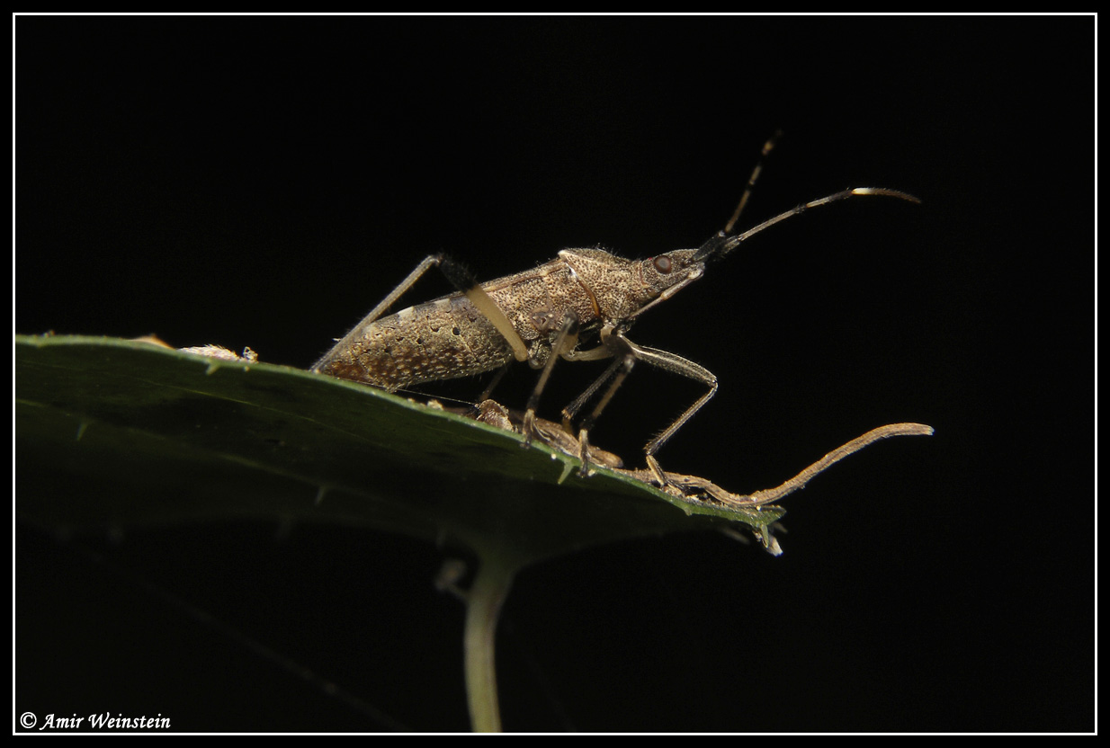 Heteroptera Lygaeidae e Reduviidae d''Israele