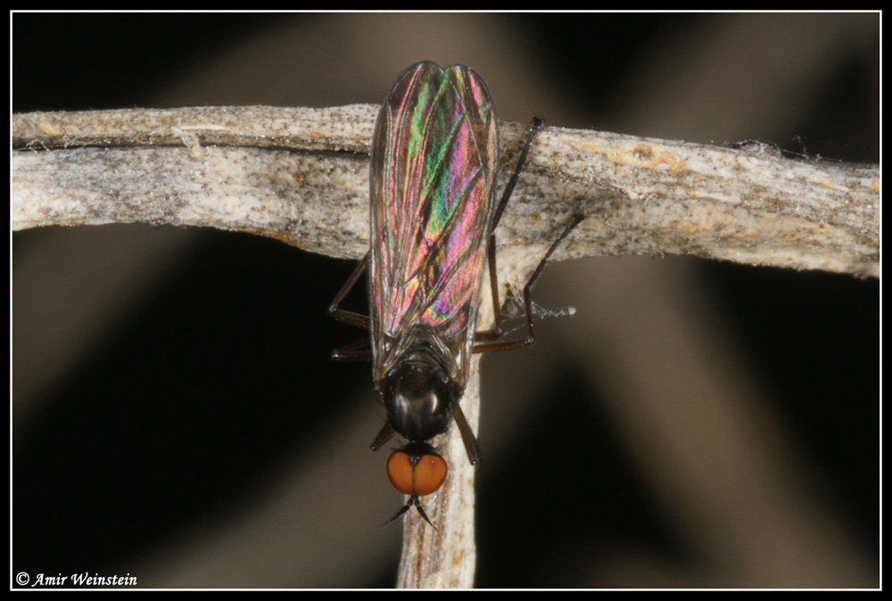 Diptera d''Israele