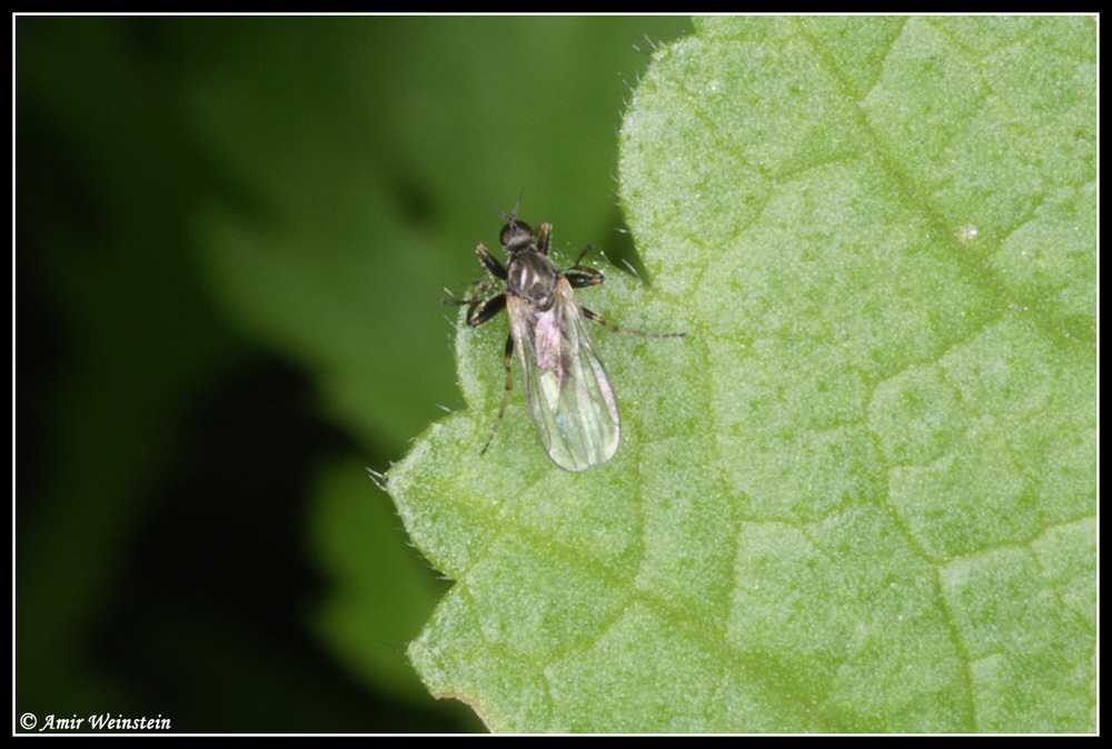 Diptera d''Israele