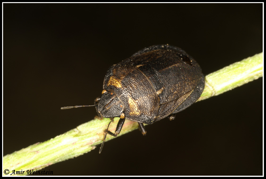Scutelleridae d''Israele