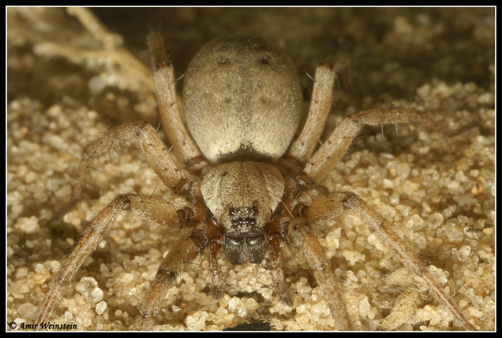 Gnaphosidae (Nomisia sp.?)