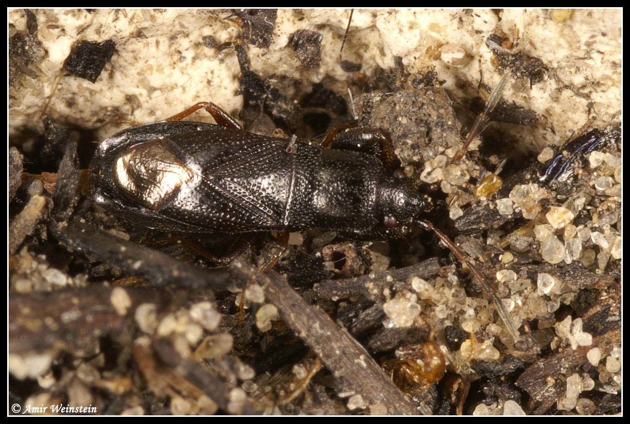 Heteroptera d''Israele