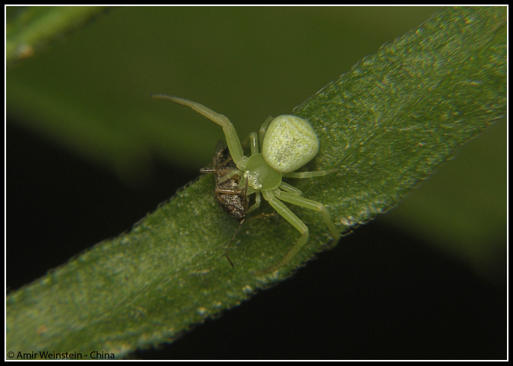Liorhyssus hyalinus
