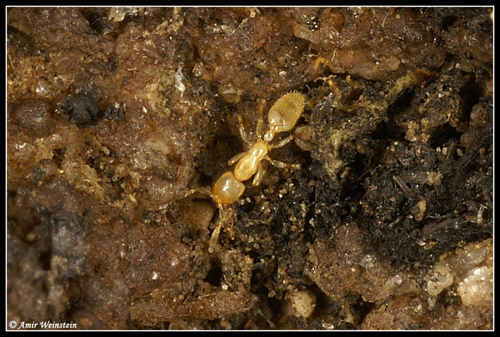 Formicidae d''Israele