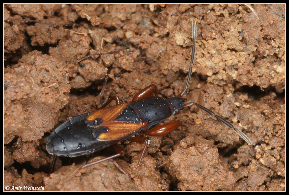 Heteroptera Lygaeidae e Reduviidae d''Israele