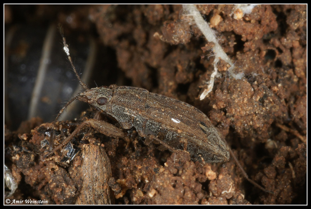 Heteroptera Lygaeidae e Reduviidae d''Israele